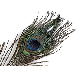 Pană decorativă de păun, lungime 20-30 cm